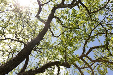 Apfelbaum